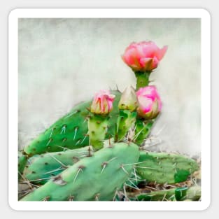 Cactus Pink Blooms Sticker